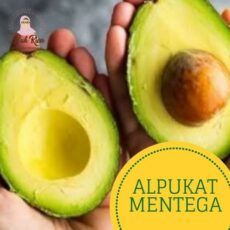 jual-alpukat-mentega-bekasi