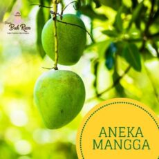 jual-aneka-mangga-bekasi