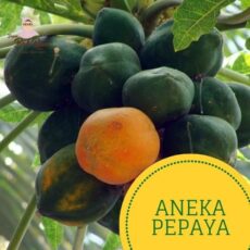 jual-aneka-pepaya-bekasi