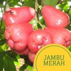 jual-jambu-merah-bekasi